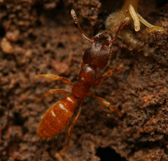 Amblyopone longidens