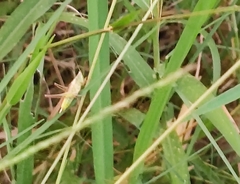 Conocephalus maculatus