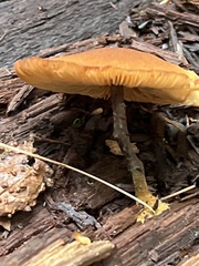 Flammulaster erinaceellus