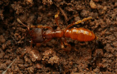 Amblyopone longidens