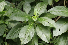 Trichodesma calycosum