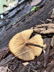 Flammulaster erinaceellus