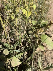Elymus canadensis