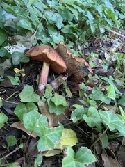 Aureoboletus innixus