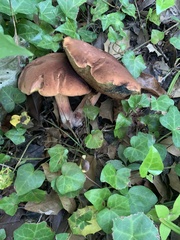 Aureoboletus innixus