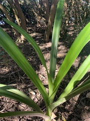 Crinum pedunculatum