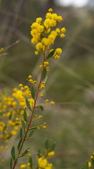 Acacia buxifolia