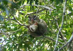 Pseudochirops archeri