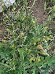 Corispermum hyssopifolium