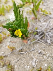 Oenothera coquimbensis