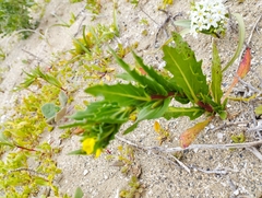 Oenothera coquimbensis