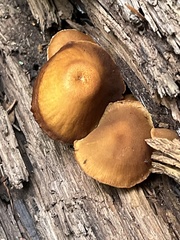 Flammulaster erinaceellus