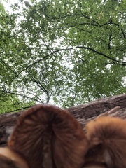 Flammulaster erinaceellus