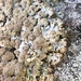 Powdered Tube Lichen - Photo (c) Samuel Brinker, some rights reserved (CC BY-NC), uploaded by Samuel Brinker