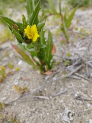 Oenothera coquimbensis