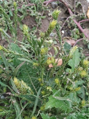 Corispermum hyssopifolium