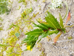 Oenothera coquimbensis