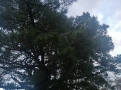 Pinus uncinata