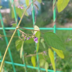 Glycine max soja