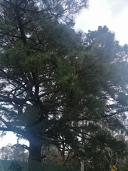 Pinus uncinata