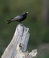 Ptiloxena atroviolacea