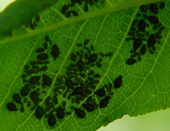 Myzus cerasi