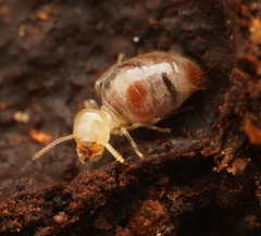 Nasutitermitinae