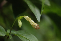 Henckelia anachoreta