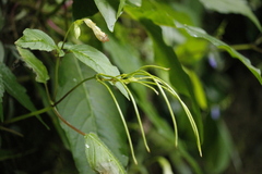 Henckelia anachoreta