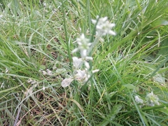 Cochlearia officinalis