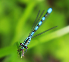 Coenagrion hastulatum
