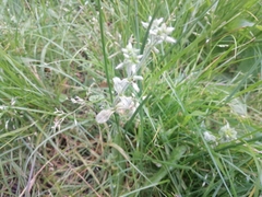 Cochlearia officinalis