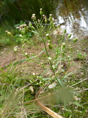 Erigeron