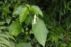 Henckelia anachoreta