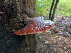 Fistulina hepatica