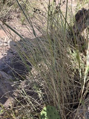 Elymus smithii