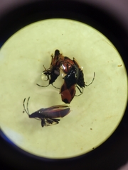 Oxycarenus lavaterae