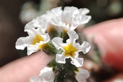 Heliotropium hirsutissimum