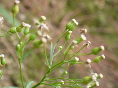 Erigeron