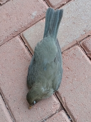 Turdus amaurochalinus