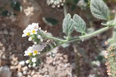 Heliotropium hirsutissimum