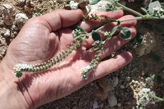 Heliotropium hirsutissimum