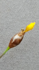 Xyris montana