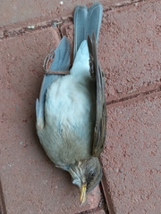 Turdus amaurochalinus