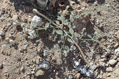 Heliotropium hirsutissimum