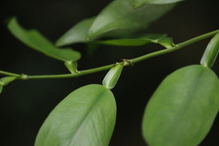 Pothos chinensis