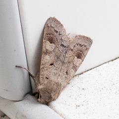 Ammoconia caecimacula