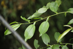Pothos chinensis