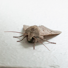 Ammoconia caecimacula