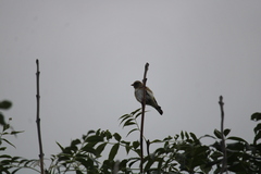 Carduelis carduelis britannica